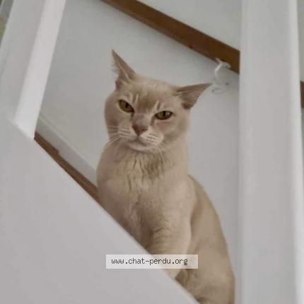 Photo 1/1 James Chat lost in Asnieres sur seine