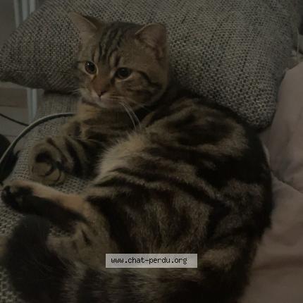 Photo 1/1 Omar Chat lost in Bourges