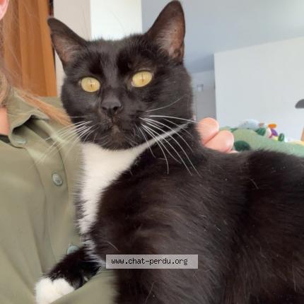 Photo 1/1 Ushi Chat lost in Cuverville