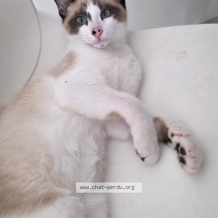 Photo 1/1 Yito Chat lost in Mo tpellier