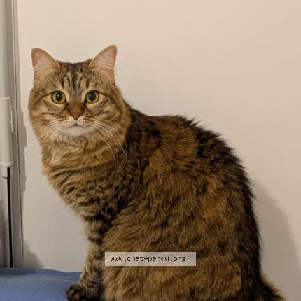 Photo 1/1 Marley Chat lost in Saint jean