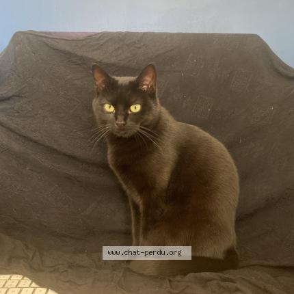 Photo 1/1 Sylvia Chat lost in Romainville