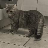 Picture of cat lost at Le Meux