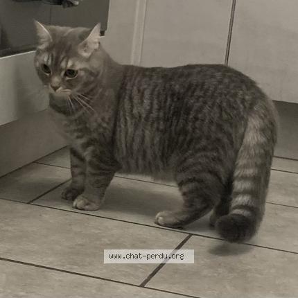 Photo 1/1 Sherkan Chat lost in Le meux