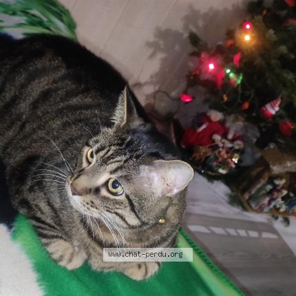 Photo 1/1 Merlot Chat lost in Montlhery