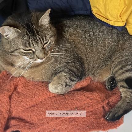 Photo 1/1 Nala Chat lost in La vacherie