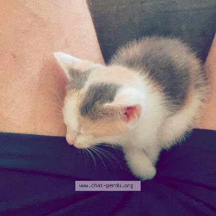 Photo 1/1 Alya Chat lost in Marmande