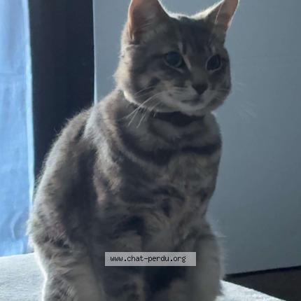 Photo 1/2 Mimoune Chat lost in Orcet