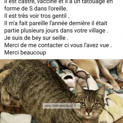 Photo 2/2 Pimousse Chat lost in Bey sur seille