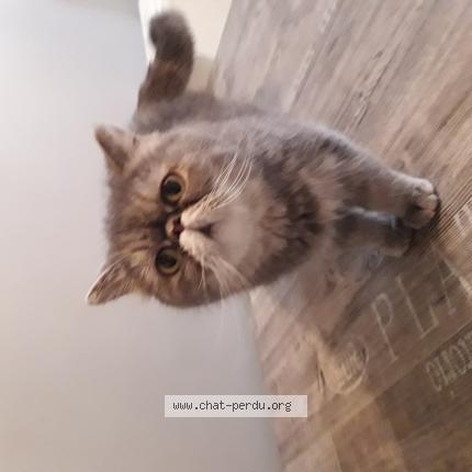 Photo 1/1 Sweety Chat lost in Colomiers