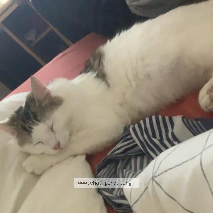 Photo 1/1 China Chat lost in Reims