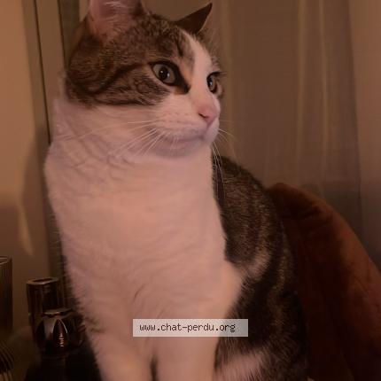 Photo 1/1 bao Chat lost in Cagnes sur mer