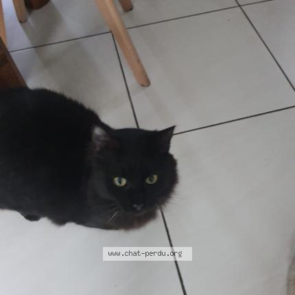 Photo 1/1 REGLISSE Chat lost in Pessac