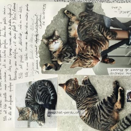 Photo 1/1 Lolame Chat lost in Beaucamps