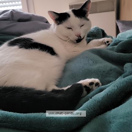 Photo 1/1 Charly Chat lost in Perpignan