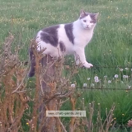 Photo 1/1 TOMY Chat lost in Pagny sur moselle