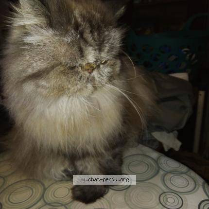 Photo 2/2 CLOVIS Chat lost in Cahors