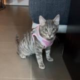 Picture of cat lost at Les Pavillons Sous Bois