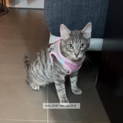 Photo 1/1 Cat reunited Lost in Les pavillons sous bois