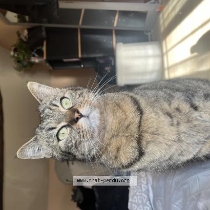 Photo 1/1 shadow Chat lost in Jaunay marigny