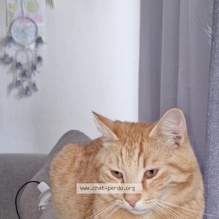 Photo 1/1 Filou Chat lost in Mouscron