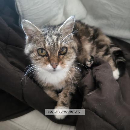 Photo 1/1 Pikachu Chat lost in Caen