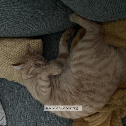 Photo 1/1 Sticky Chat lost in Nantes