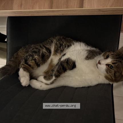 Photo 1/1 Kono Chat lost in Ferrette