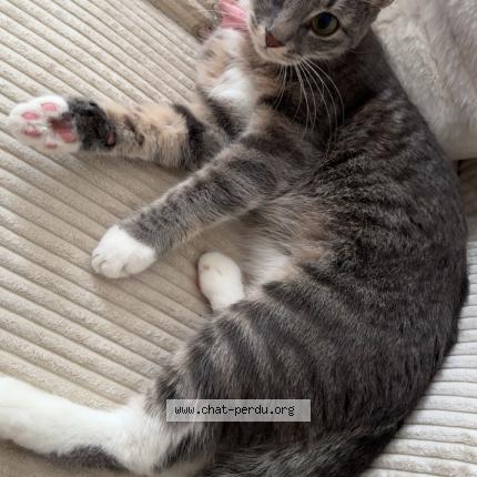 Photo 1/1 Eyla Chat lost in Lille