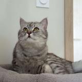 Picture of cat lost at Montfavet