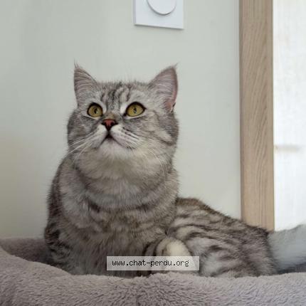 Photo 1/1 Iana Chat lost in Montfavet