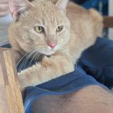 Picture of cat found at Rochin