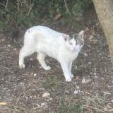 Picture of cat found at Poussan