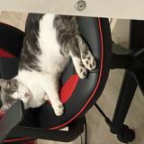 Picture of cat lost at Sannois