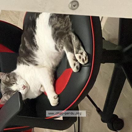 Photo 1/1 Riou Chat lost in Sannois