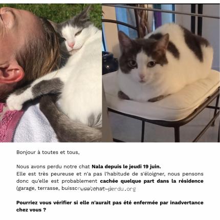 Photo 1/1 Nala Chat lost in Toulouse