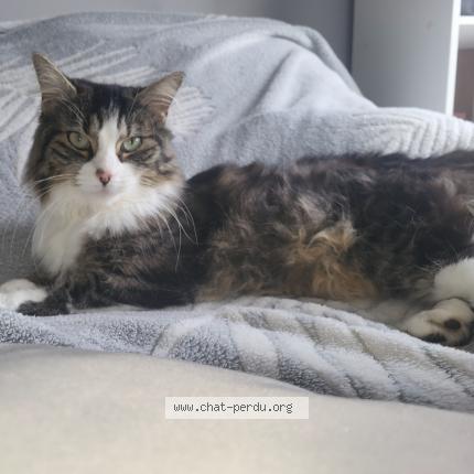 Photo 1/2 Sally Chat lost in Breuil le sec