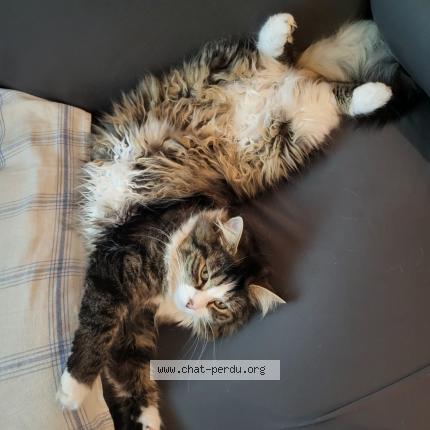 Photo 2/2 Sally Chat lost in Breuil le sec