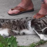 Picture of cat found at Bordeaux