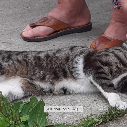 Photo 1/1 Found cat Found in Bordeaux