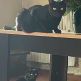 Picture of cat lost at Montbazin