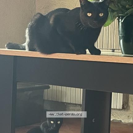 Photo 1/1 Reiki Chat lost in Montbazin