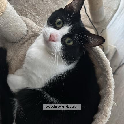 Photo 2/3 Elvis Chat lost in Troyes