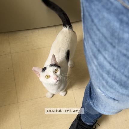 Photo 1/1 Luffy Chat lost in Jouy le moutier