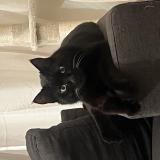 Picture of cat lost at Toulouse