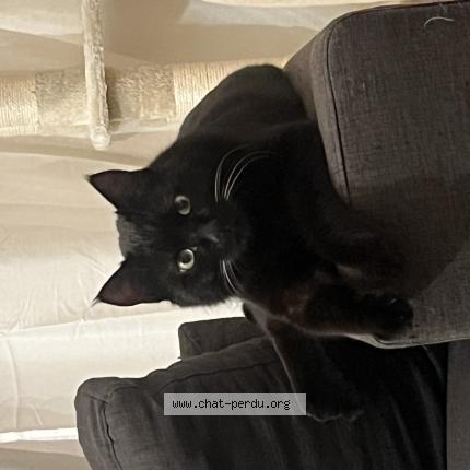 Photo 1/1 Zitoun Chat lost in Toulouse