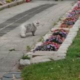 Picture of cat found at Fontaine La Mallet