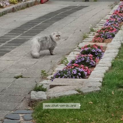 Photo 1/1 Found cat Found in Fontaine la mallet