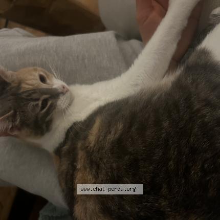 Photo 1/1 Shaï Chat lost in Paris