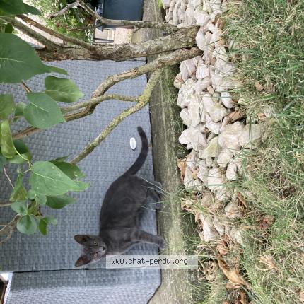 Photo 1/1 Yuna Chat lost in La baume cornillane